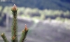 Brotes de un pino esta primavera en el Moncayo. /PC