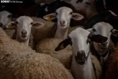 Foto 37 - Recorrer m&aacute;s de 9.700 kil&oacute;metros para esquilar 1.800 ovejas al d&iacute;a en Espa&ntilde;a