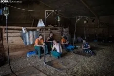 Foto 35 - Recorrer m&aacute;s de 9.700 kil&oacute;metros para esquilar 1.800 ovejas al d&iacute;a en Espa&ntilde;a