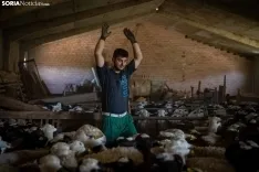 Foto 33 - Recorrer m&aacute;s de 9.700 kil&oacute;metros para esquilar 1.800 ovejas al d&iacute;a en Espa&ntilde;a