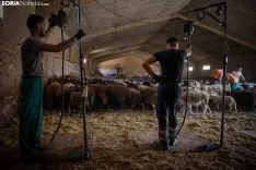Foto 32 - Recorrer m&aacute;s de 9.700 kil&oacute;metros para esquilar 1.800 ovejas al d&iacute;a en Espa&ntilde;a