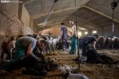 Foto 31 - Recorrer m&aacute;s de 9.700 kil&oacute;metros para esquilar 1.800 ovejas al d&iacute;a en Espa&ntilde;a