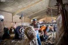 Foto 30 - Recorrer m&aacute;s de 9.700 kil&oacute;metros para esquilar 1.800 ovejas al d&iacute;a en Espa&ntilde;a