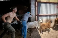 Foto 29 - Recorrer m&aacute;s de 9.700 kil&oacute;metros para esquilar 1.800 ovejas al d&iacute;a en Espa&ntilde;a