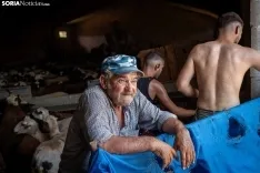 Foto 28 - Recorrer m&aacute;s de 9.700 kil&oacute;metros para esquilar 1.800 ovejas al d&iacute;a en Espa&ntilde;a