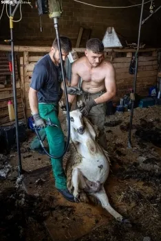 Foto 27 - Recorrer m&aacute;s de 9.700 kil&oacute;metros para esquilar 1.800 ovejas al d&iacute;a en Espa&ntilde;a