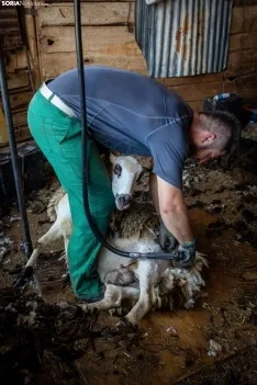 Foto 26 - Recorrer m&aacute;s de 9.700 kil&oacute;metros para esquilar 1.800 ovejas al d&iacute;a en Espa&ntilde;a