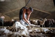 Foto 23 - Recorrer m&aacute;s de 9.700 kil&oacute;metros para esquilar 1.800 ovejas al d&iacute;a en Espa&ntilde;a