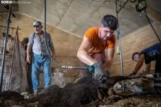 Foto 22 - Recorrer m&aacute;s de 9.700 kil&oacute;metros para esquilar 1.800 ovejas al d&iacute;a en Espa&ntilde;a