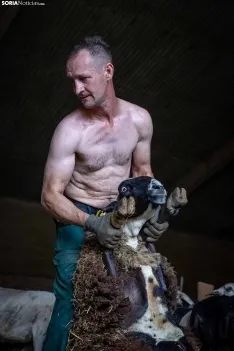 Foto 21 - Recorrer m&aacute;s de 9.700 kil&oacute;metros para esquilar 1.800 ovejas al d&iacute;a en Espa&ntilde;a