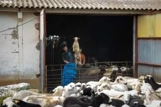 Foto 19 - Recorrer m&aacute;s de 9.700 kil&oacute;metros para esquilar 1.800 ovejas al d&iacute;a en Espa&ntilde;a