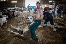 Foto 18 - Recorrer m&aacute;s de 9.700 kil&oacute;metros para esquilar 1.800 ovejas al d&iacute;a en Espa&ntilde;a