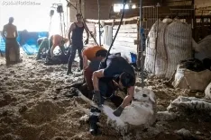 Foto 17 - Recorrer m&aacute;s de 9.700 kil&oacute;metros para esquilar 1.800 ovejas al d&iacute;a en Espa&ntilde;a