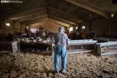 Foto 14 - Recorrer m&aacute;s de 9.700 kil&oacute;metros para esquilar 1.800 ovejas al d&iacute;a en Espa&ntilde;a