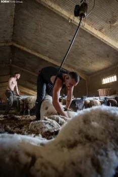 Foto 13 - Recorrer m&aacute;s de 9.700 kil&oacute;metros para esquilar 1.800 ovejas al d&iacute;a en Espa&ntilde;a