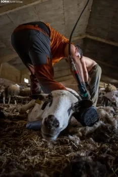 Foto 12 - Recorrer m&aacute;s de 9.700 kil&oacute;metros para esquilar 1.800 ovejas al d&iacute;a en Espa&ntilde;a