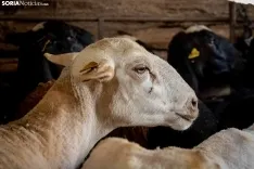 Foto 11 - Recorrer m&aacute;s de 9.700 kil&oacute;metros para esquilar 1.800 ovejas al d&iacute;a en Espa&ntilde;a