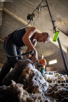 Foto 10 - Recorrer m&aacute;s de 9.700 kil&oacute;metros para esquilar 1.800 ovejas al d&iacute;a en Espa&ntilde;a