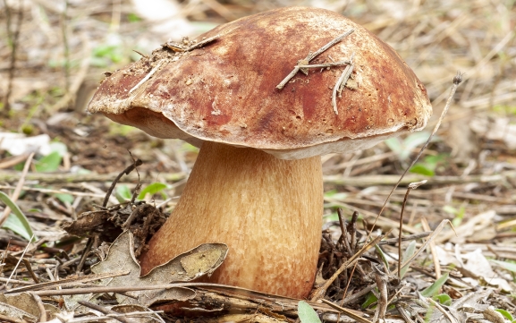 Los grandes recursos expositivos del Parque Micológico más grande de España llegan a San Esteban este miércoles 