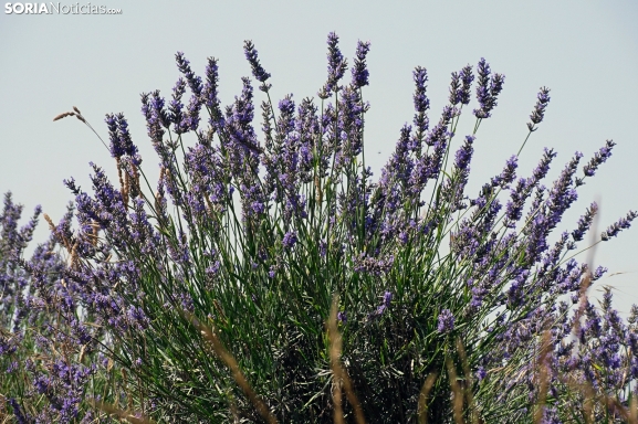 Cinco productos artesanales que se pueden elaborar con lavanda
