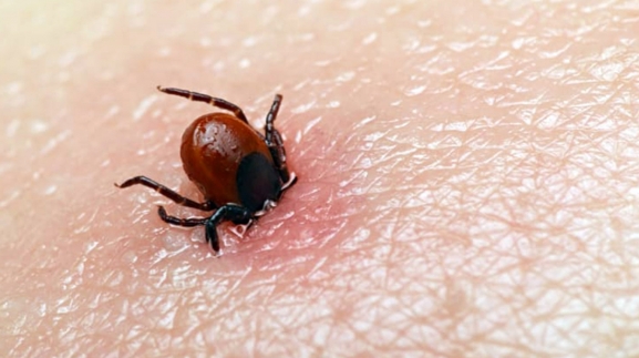 Confirmado un caso de fiebre hemorrágica de Crimea-Congo, por picadura de garrapata, en Castilla y León