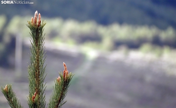 Aprobados 350.000 € para la gestión forestal sostenible de Castilla y León