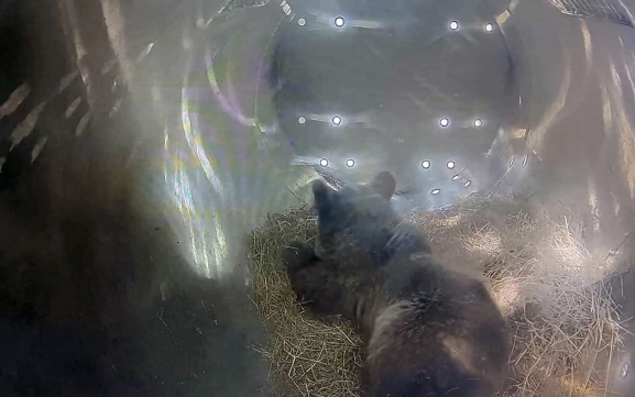 La osezna Alba llega a León para su reintroducción al medio