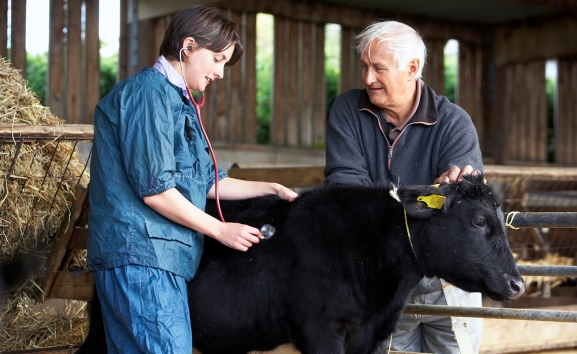 Veterinarios de CyL piden ampliar el Grado a 6 años