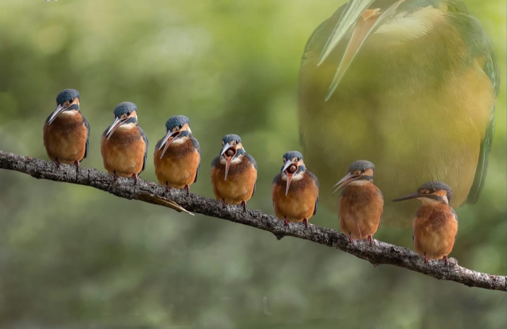 Exposición de fotografía de aves en Berlanga de Duero