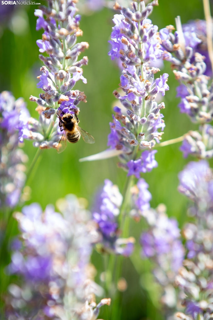 Lavanda de San Felices