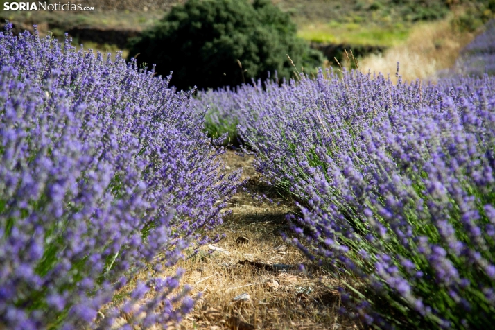 Lavanda de San Felices