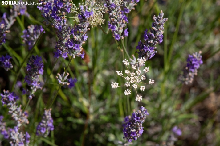 Lavanda de San Felices
