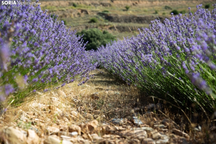Lavanda de San Felices