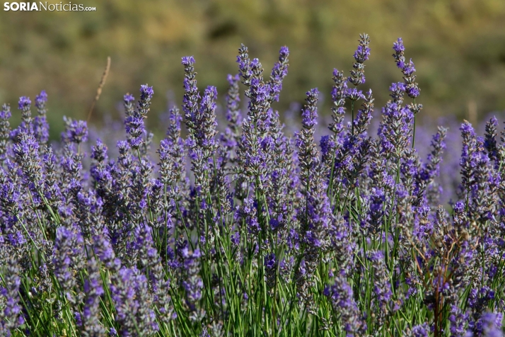 Lavanda de San Felices