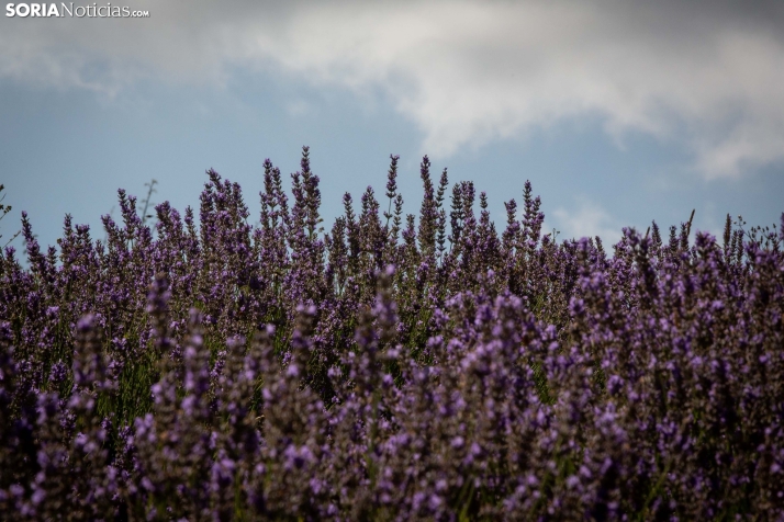 Lavanda de San Felices