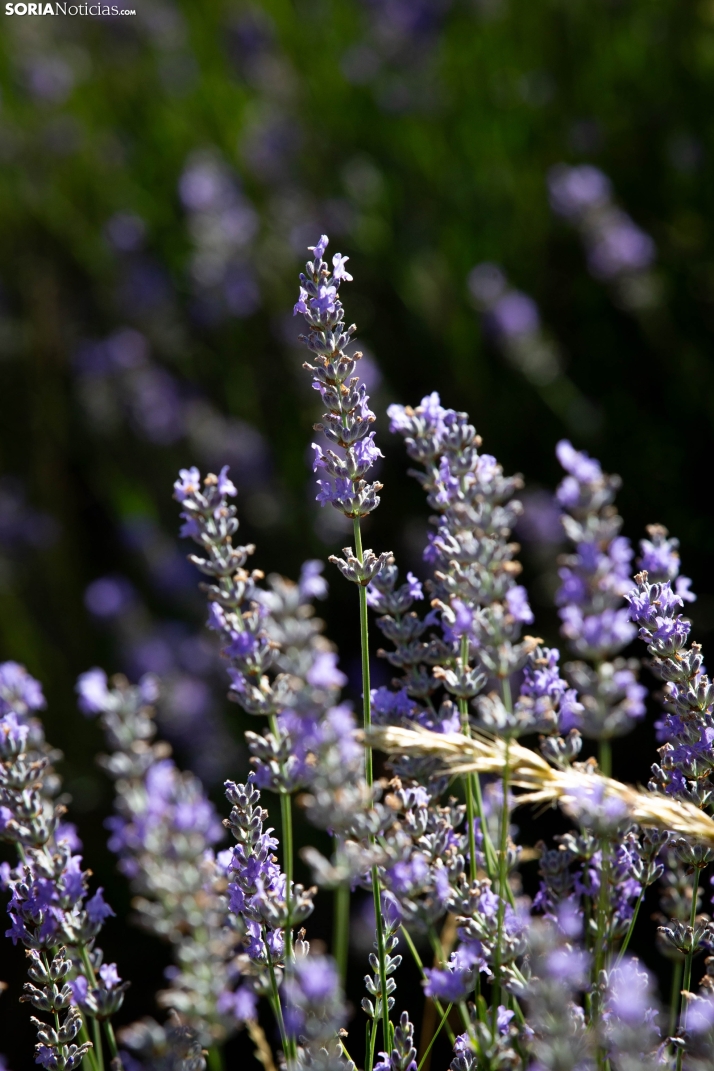 Lavanda de San Felices