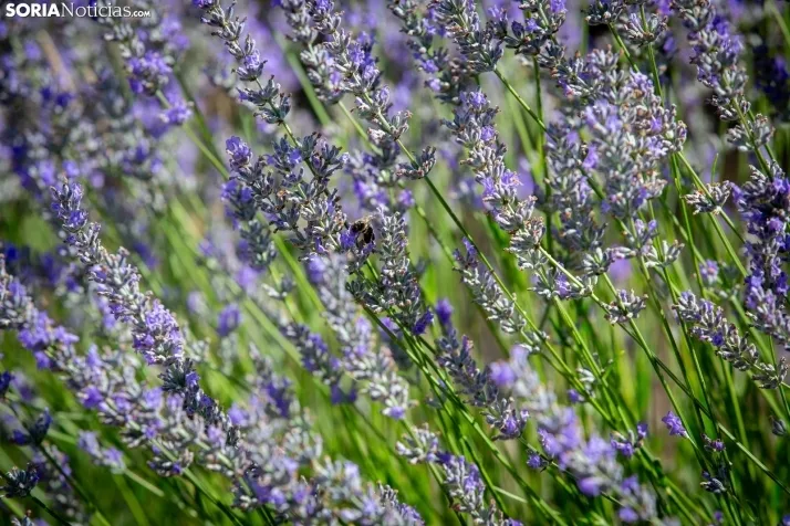 Lavanda de San Felices