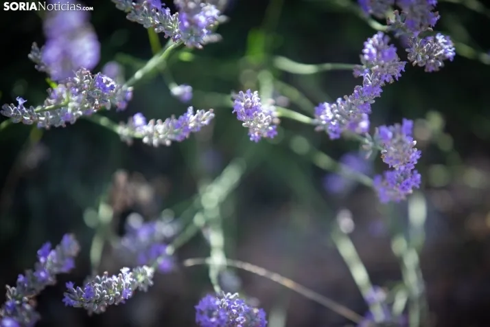 Lavanda de San Felices