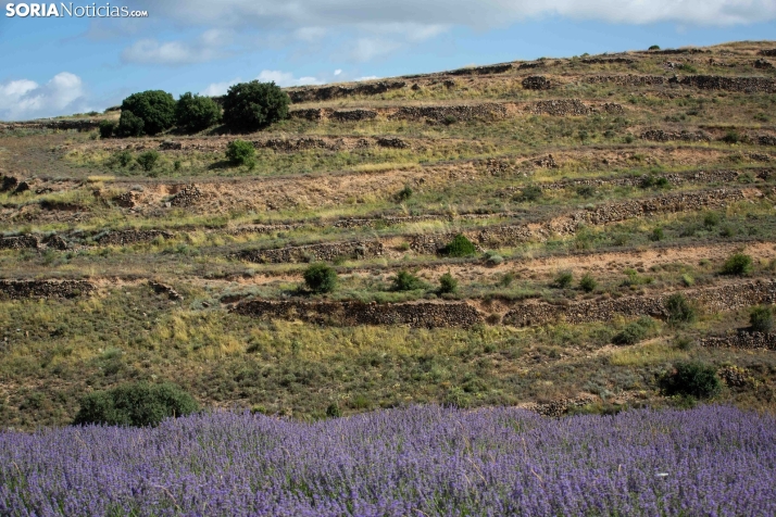 Lavanda de San Felices