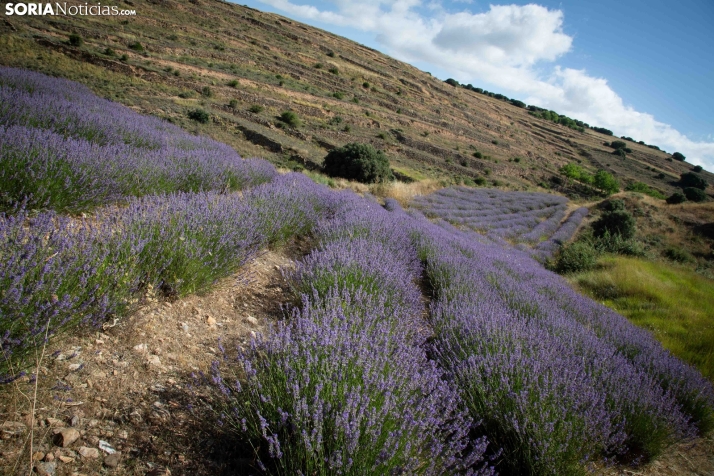 Lavanda de San Felices