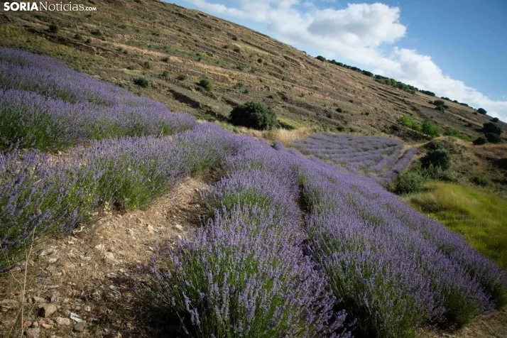 Lavanda de San Felices