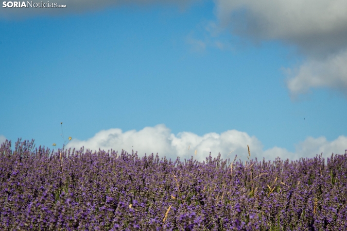 Lavanda de San Felices