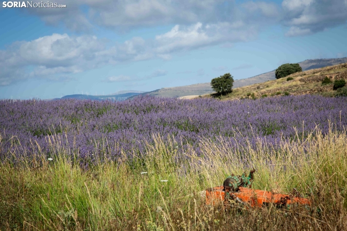 Lavanda de San Felices