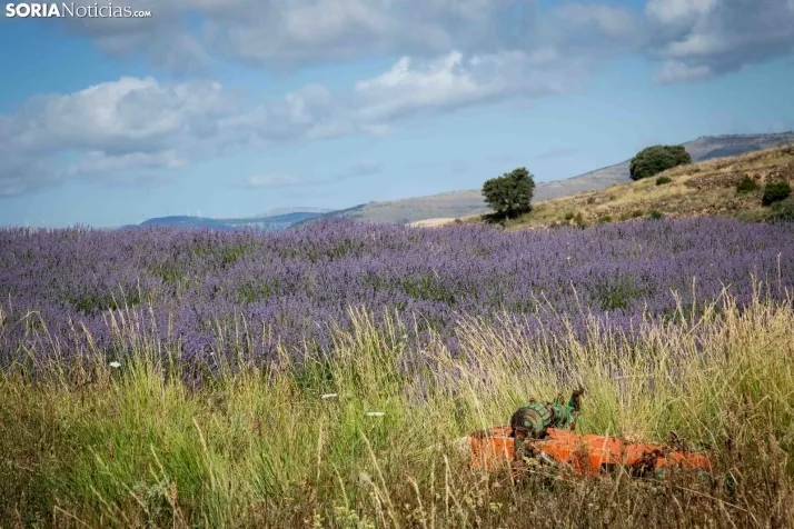 Lavanda de San Felices