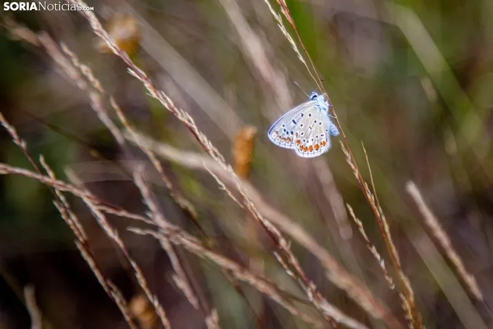 Lavanda de San Felices