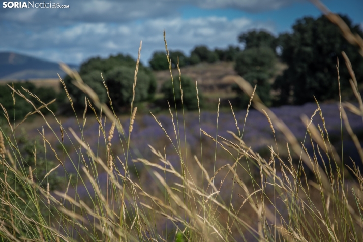 Lavanda de San Felices