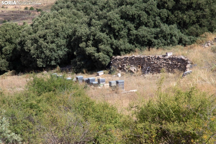 Lavanda de San Felices