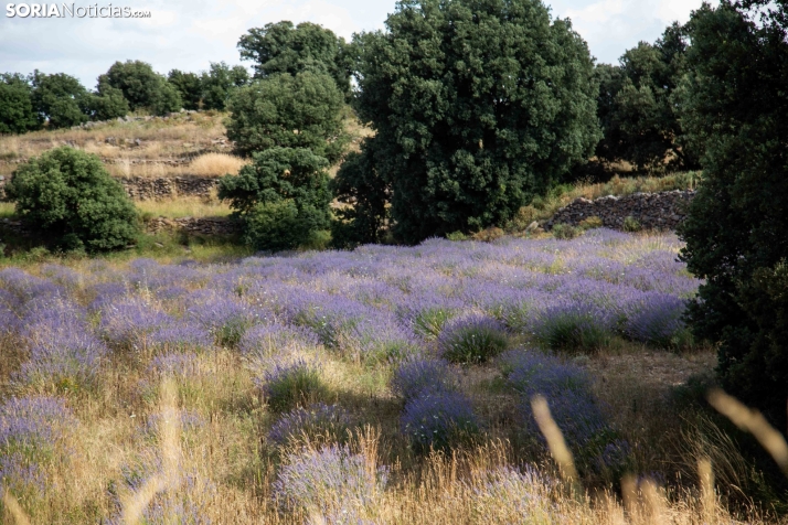 Lavanda de San Felices