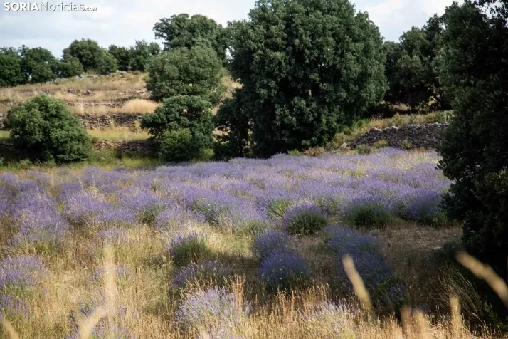 Lavanda de San Felices