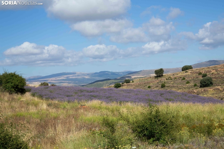 Lavanda de San Felices